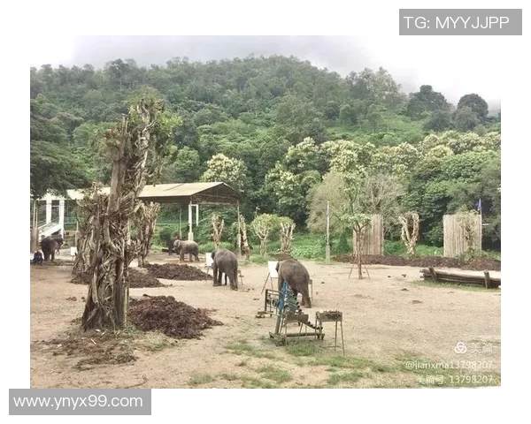 原始森林足球明星的传奇旅程与自然的完美结合